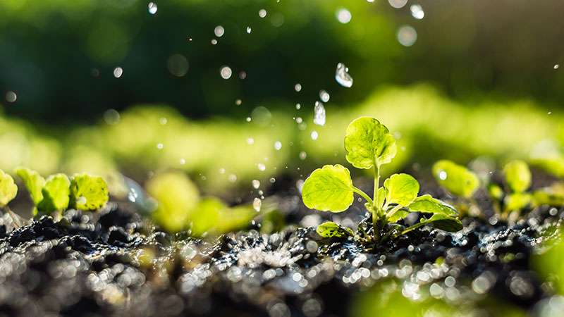 Plant sprouts being watered in a field.