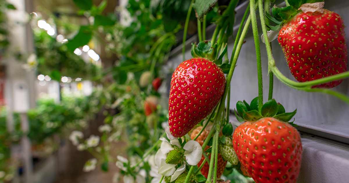 Vertical farming strawberries.